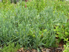 Trichodesma physaloides