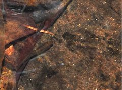 Rhinogobius duospilus