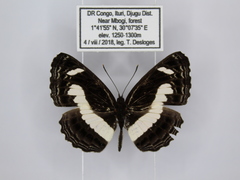 Neptis nemetes nemetes