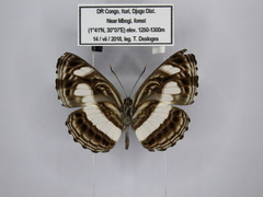 Neptis nemetes nemetes