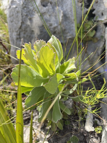 Leucospermum patersonii, photograph 5