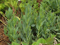 Trichodesma physaloides