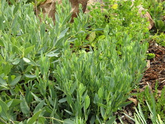 Trichodesma physaloides