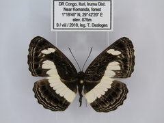 Neptis nemetes nemetes