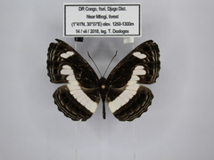 Neptis nemetes nemetes