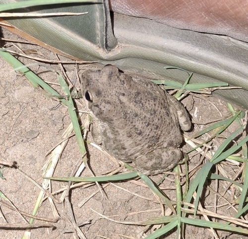 Indus Valley Toad