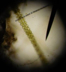 Desmidiaceae
