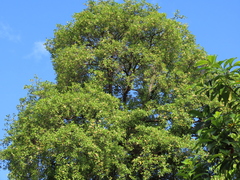 Fagraea fragrans