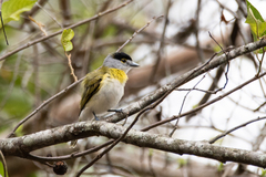 Pachyramphus viridis