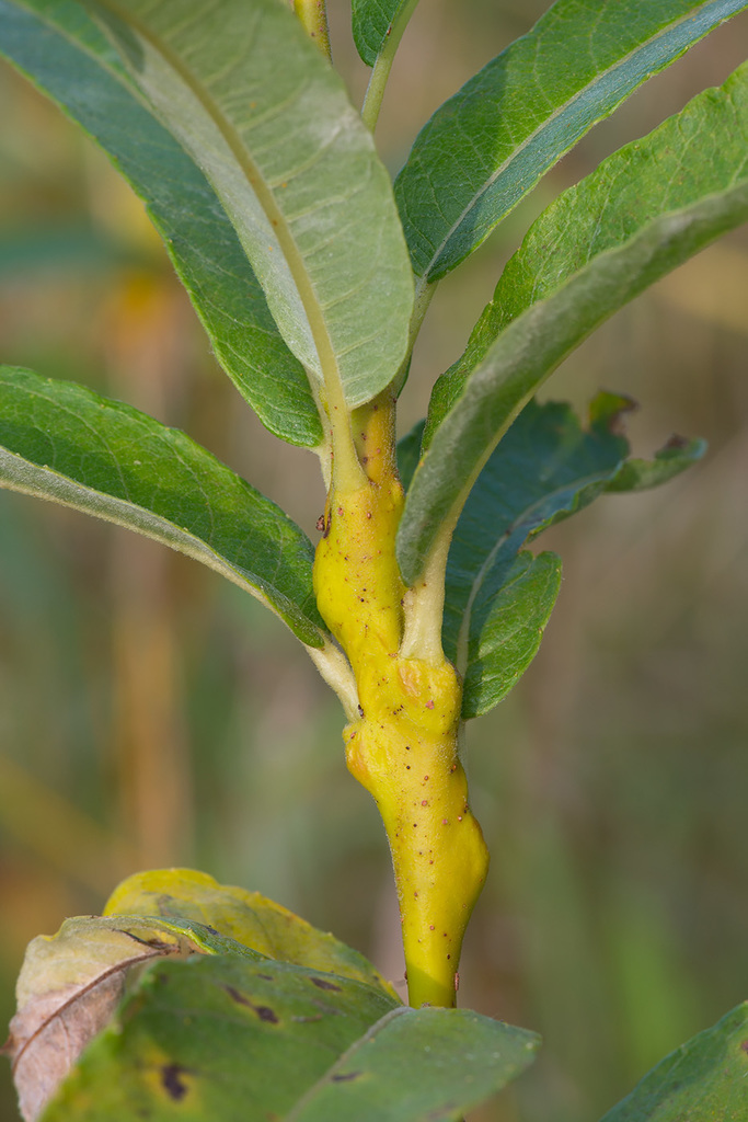 Rabdophaga deletrix