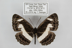 Neptis nemetes nemetes