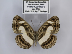 Neptis nemetes nemetes