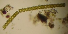 Desmidiaceae