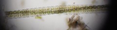 Desmidium