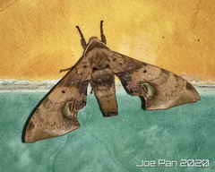 Daphnusa ocellaris