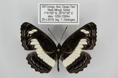 Neptis nemetes nemetes
