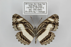 Neptis nemetes nemetes