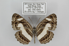 Neptis nemetes nemetes