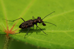 Polyrhanis vitiensis