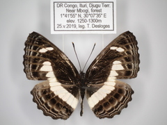 Neptis nemetes nemetes