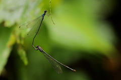 Nesobasis telegastrum