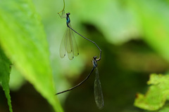 Nesobasis telegastrum
