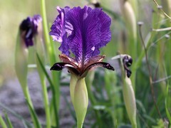 Iris paradoxa