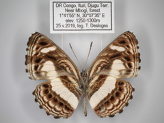Neptis nemetes nemetes