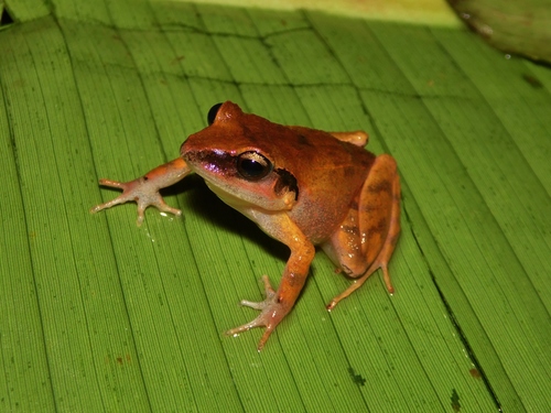 Common Leaf-litter Frog