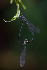 Nesobasis telegastrum