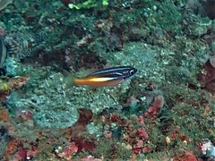 Scolopsis xenochrous