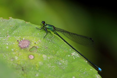 Nesobasis comosa