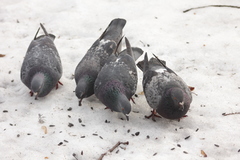 Columba livia domestica
