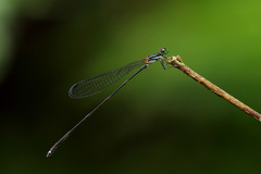 Nesobasis longistyla
