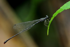 Melanesobasis flavilabris