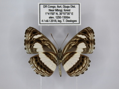 Neptis nemetes nemetes