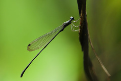 Melanesobasis mcleani