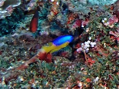 Pomacentrus auriventris