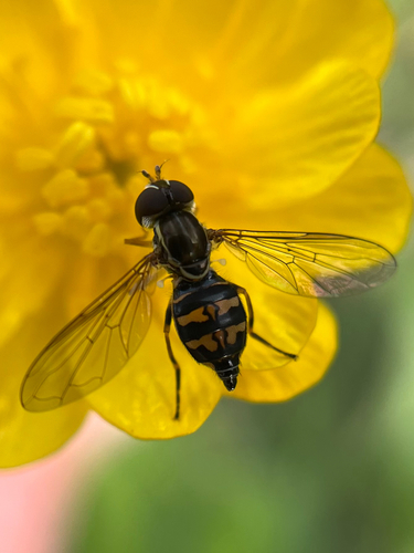 Unknown species found near Orinda, CA, US