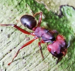 Myrmotarsus