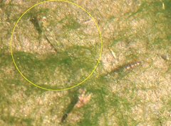 Rhinogobius duospilus