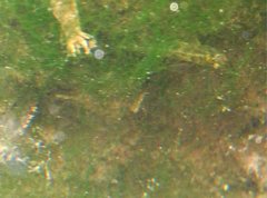 Rhinogobius duospilus