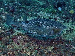 Horn-Nosed Boxfish photo 5
