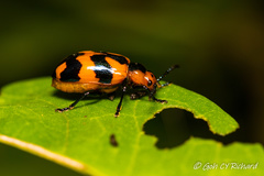 Phyllocharis undulata