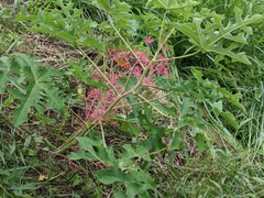 Vasconcellea parviflora