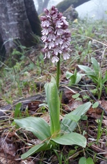 Orchis adenocheila