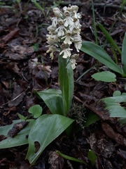 Orchis adenocheila