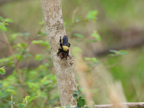 Unknown species found near Lewisville, TX, USA