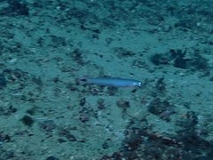 Ptereleotris heteroptera