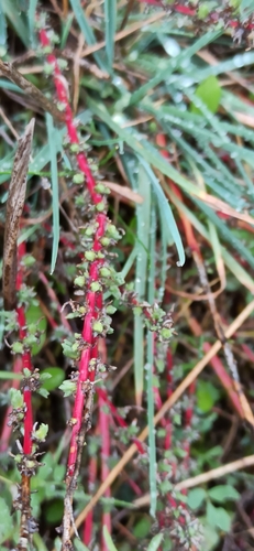 Forage Kochia (Bassia prostrata)